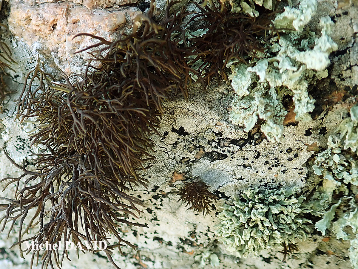 Roccella tinctoria DC Taxon Méditerranée-Corse
